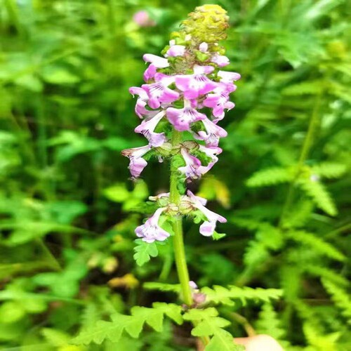 马先蒿小型绿植庭院栽种趣味绿植