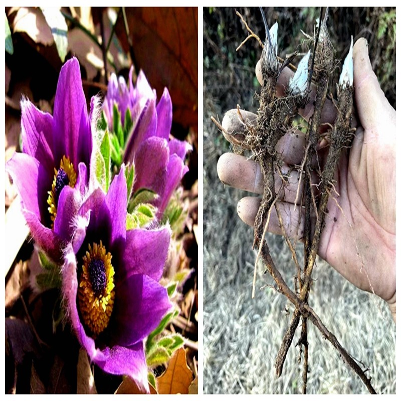 满50包邮 白头翁 毛茛科多年生落叶四月花期耐寒小型时令草本花卉