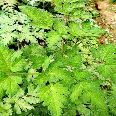 老品种当归苗可栽种庭院窗台科普