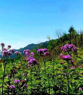 多年生草本花卉庭院紫花碎米荠