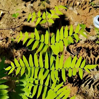 紫萁 蕨 高脚贯众 水骨蕨 薇菜趣味庭院观赏点缀花镜喜半阴湿润