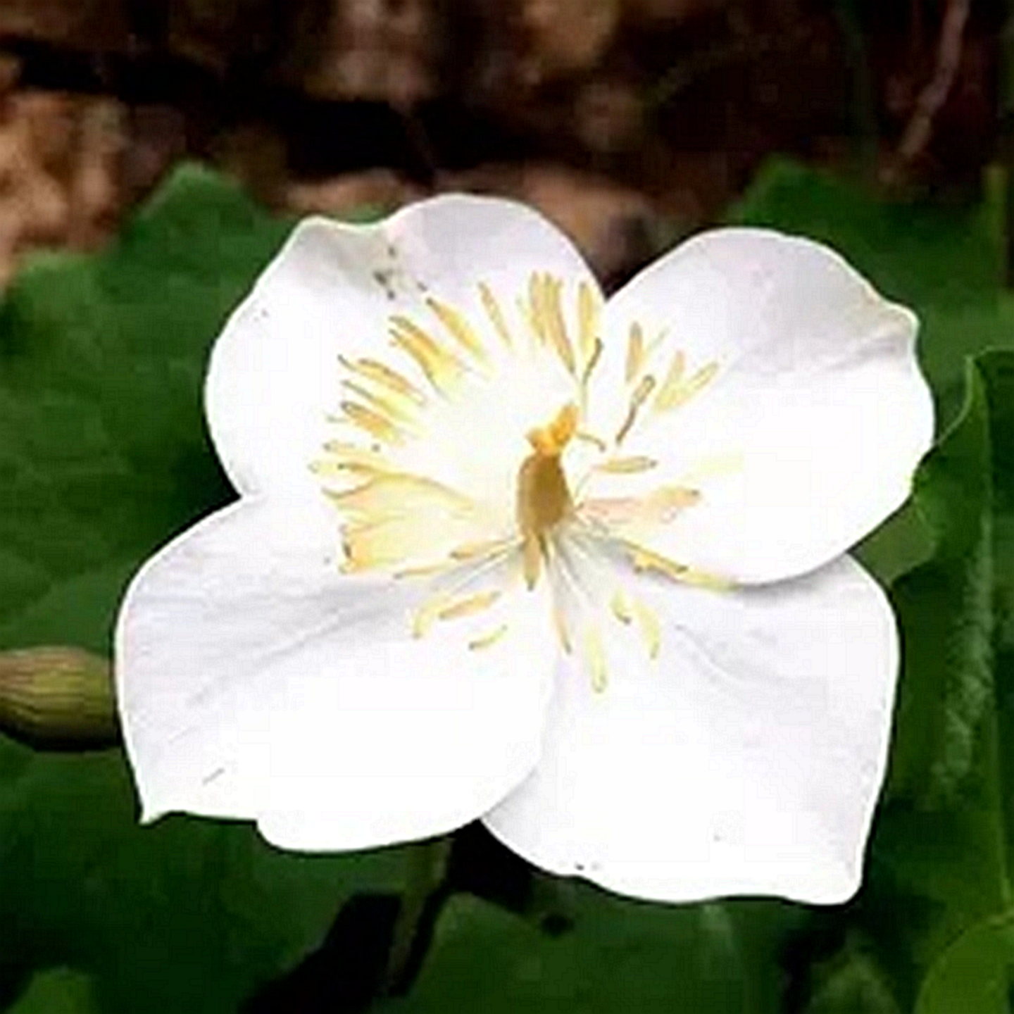 血水草 水黄连广线金腰带 趣味桌面时令草本花卉庭院多年生小绿植