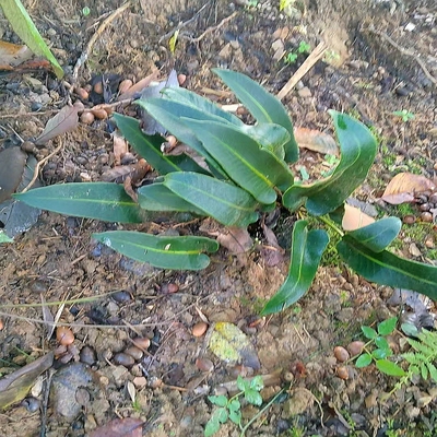 大石韦庭院室内耐阴寒常绿蕨类