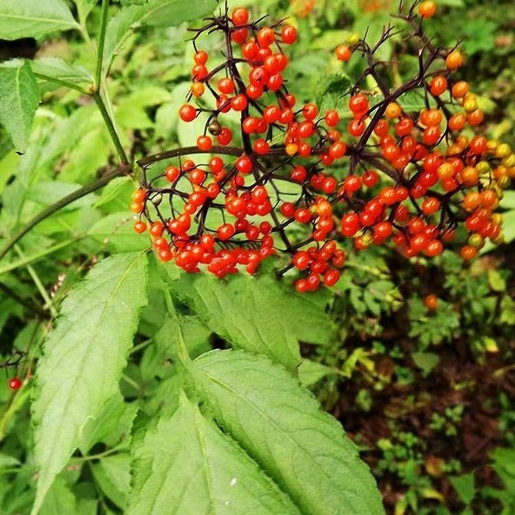 七叶星  陆英 臭草 趣味绿植庭院时令草本花卉耐寒半阴新奇易活苗