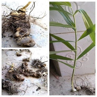 满50包邮 鸡头黄精苗 山姜庭院桌面观赏易活绿植盆栽种根耐寒喜阴