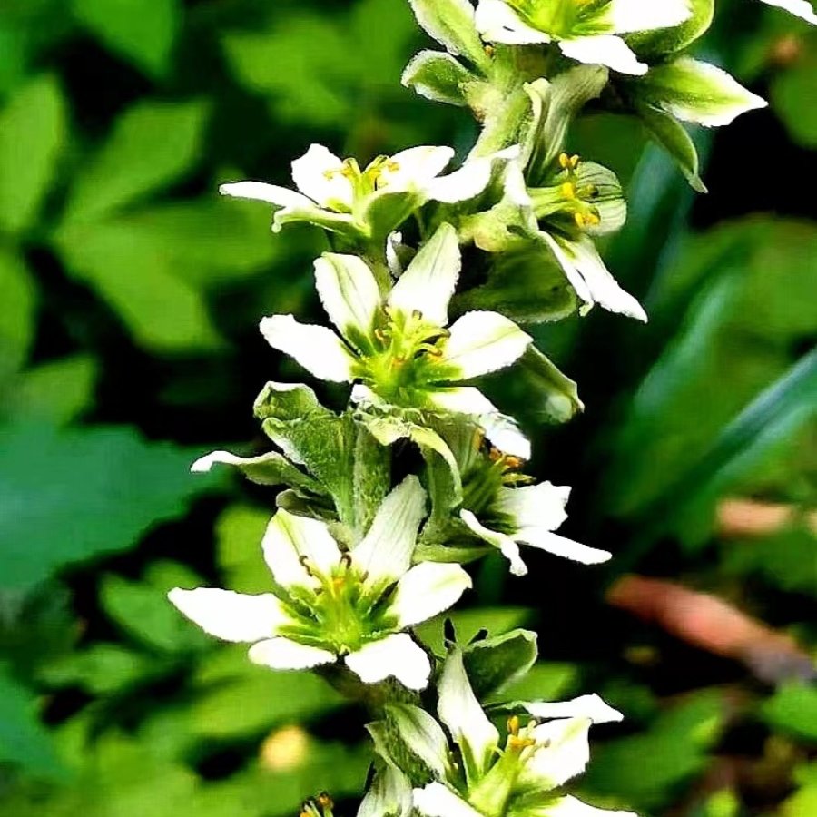 毛叶藜芦 白花藜芦 苗多年生时令草本花卉易活趣味绿植耐寒阴庭院