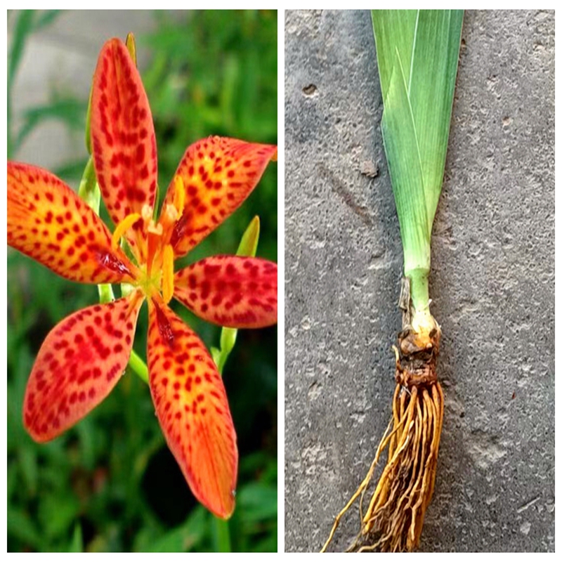 射干 乌扇 乌蒲黄远多年生庭院盆地栽绿植物耐阴寒时令草本花卉苗