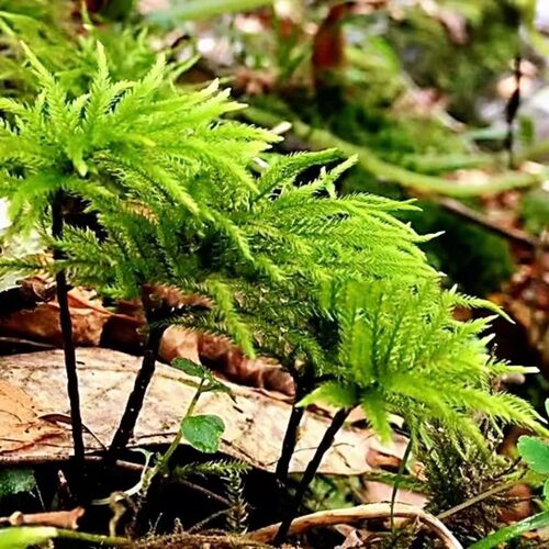 万年藓新奇苔藓微景观造型生态缸