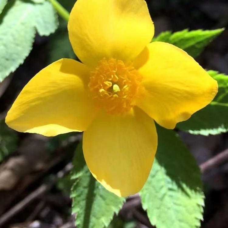 荷青花 刀豆三七 老鼠七大叶芹多年生时令草本花卉庭院桌面趣味绿