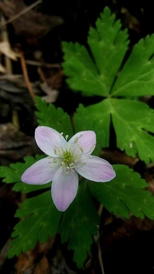 新奇花卉耐寒室内小型桌面草本