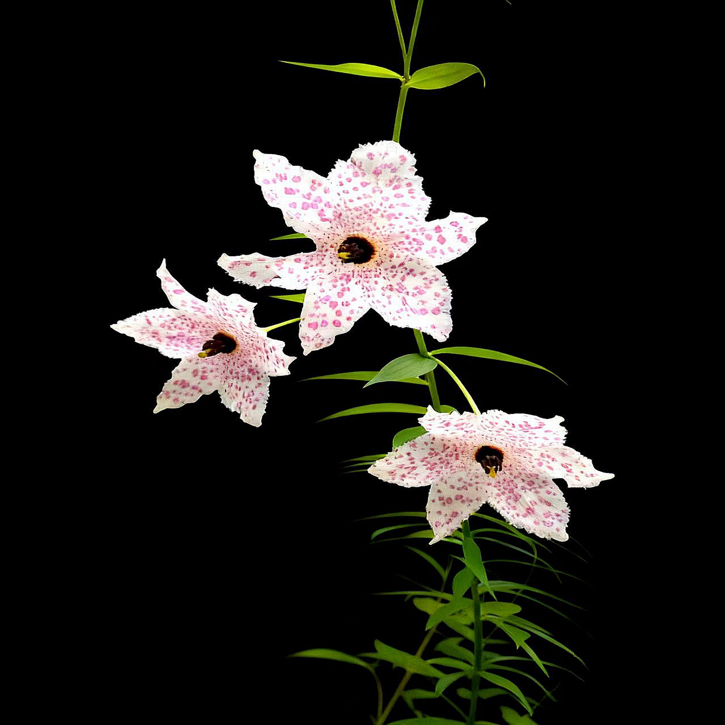 百合草本庭院窗台观赏球根花卉