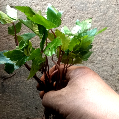 伞形科当归庭院窗台观赏