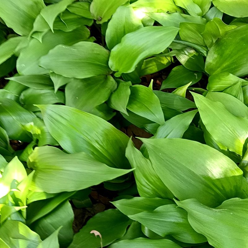 茗荑菜天蒜山葱熊葱鹿耳韭