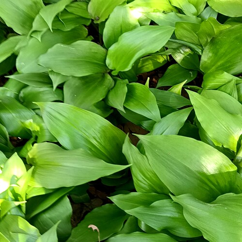 鹿耳韭茗荑菜天蒜山葱熊葱