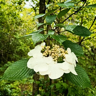 蝴蝶戏珠花 蝴蝶树荚蒾 落叶花灌木喜半阴湿庭院观赏园林绿化树苗