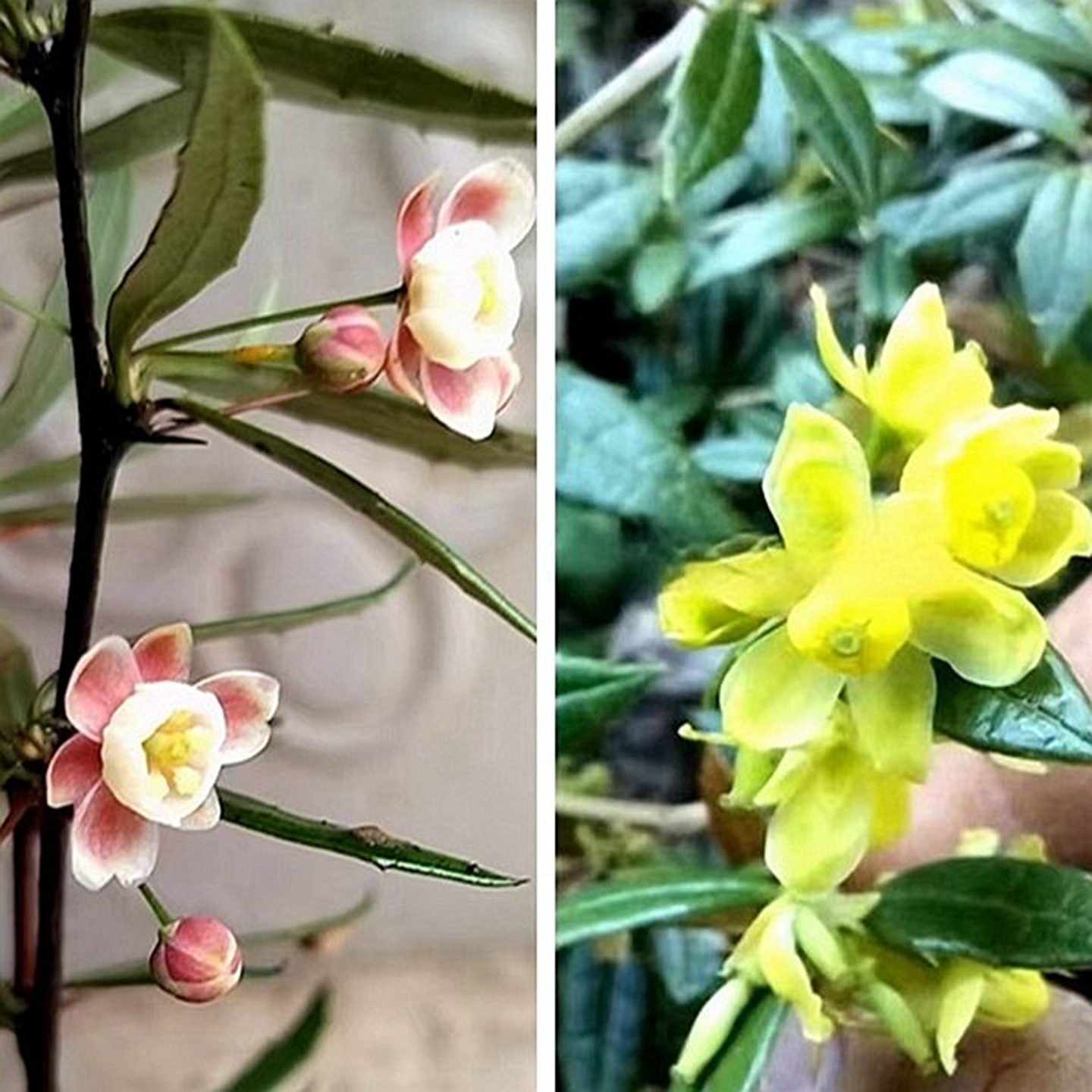 三颗针花灌木夏季常绿庭院耐寒