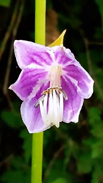 紫 白 玉簪时令草本花卉趣味庭院阳台公园绿植美观叶耐寒阴易活苗