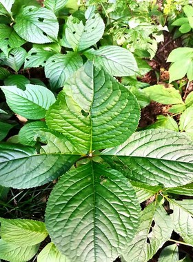 四片瓦室内喜阴观叶绿植新手易养