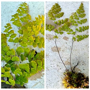 铁线蕨 新奇小型蕨类 高度20-30厘米左右喜阴湿庭院点缀耐寒绿植