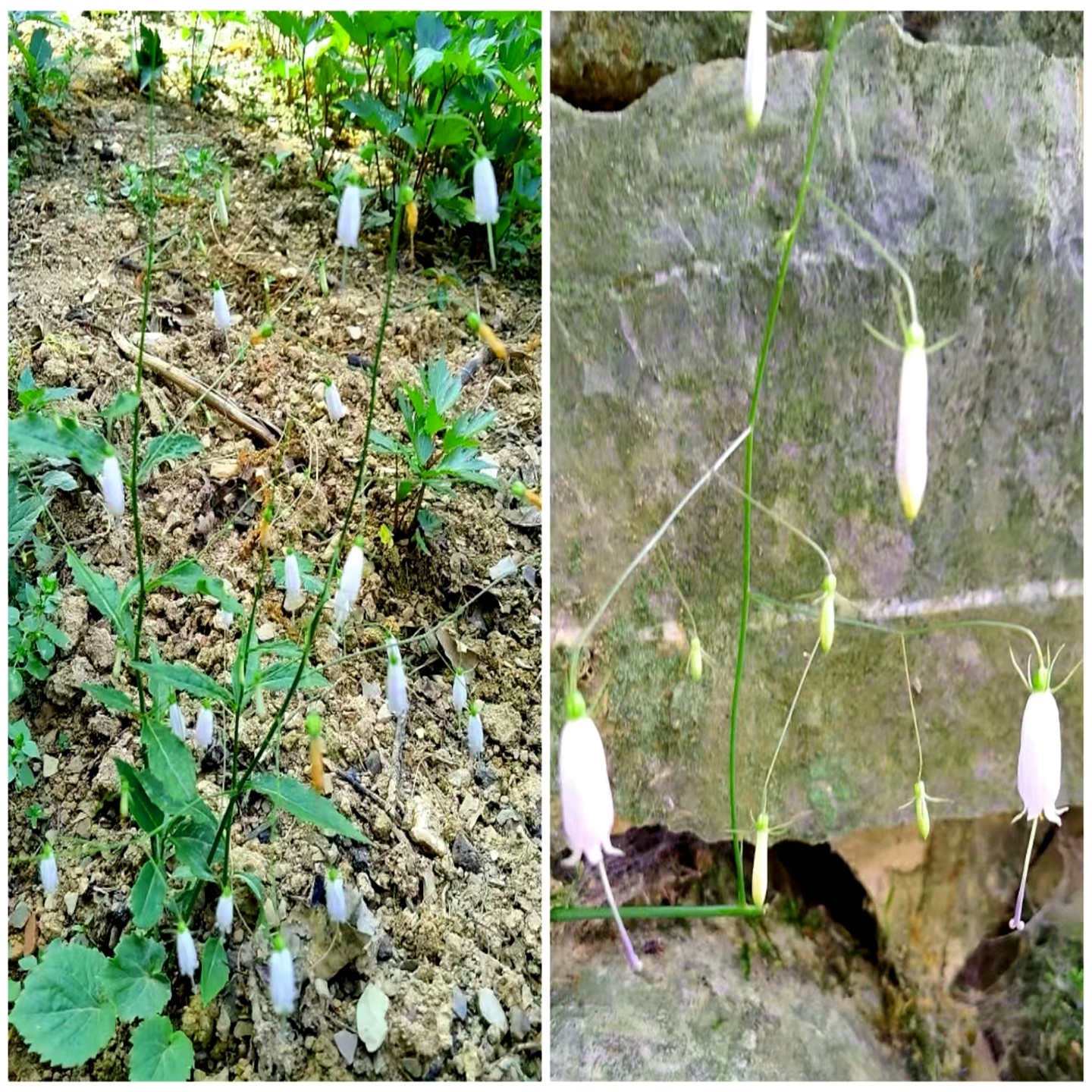 丝裂沙参 细叶沙参 风铃草 铃铛花 苗桔梗科时令草本花卉庭院阳台