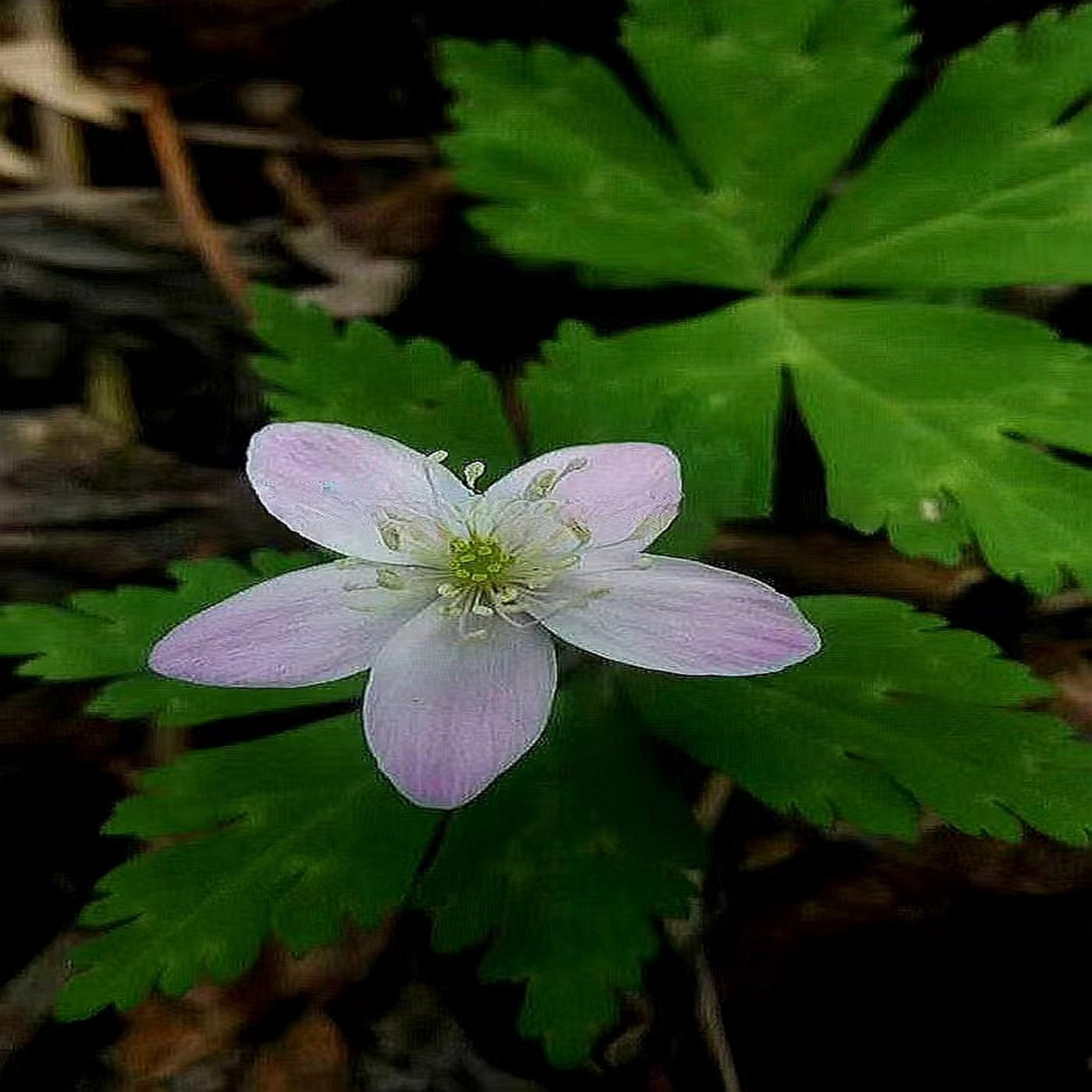 阴生 鹅掌草 林荫银莲花毛茛科桌面小型时令草本花卉庭院趣味植物