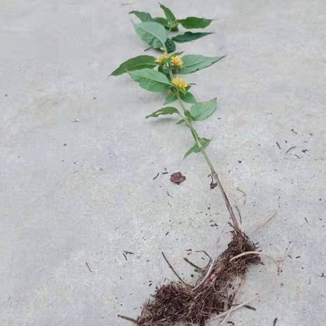 满50包邮 聚花过路黄 多年生时令草本花卉植物趣味观赏地盆栽耐寒