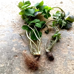 满50包邮 紫背天葵 天葵 千年老鼠屎麦无踪多年生喜阴湿新奇绿植