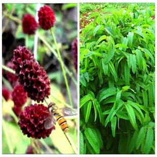 满50包邮 地榆 苗 黄爪香一串红花镜庭院多年生绿植耐寒半阴湿润