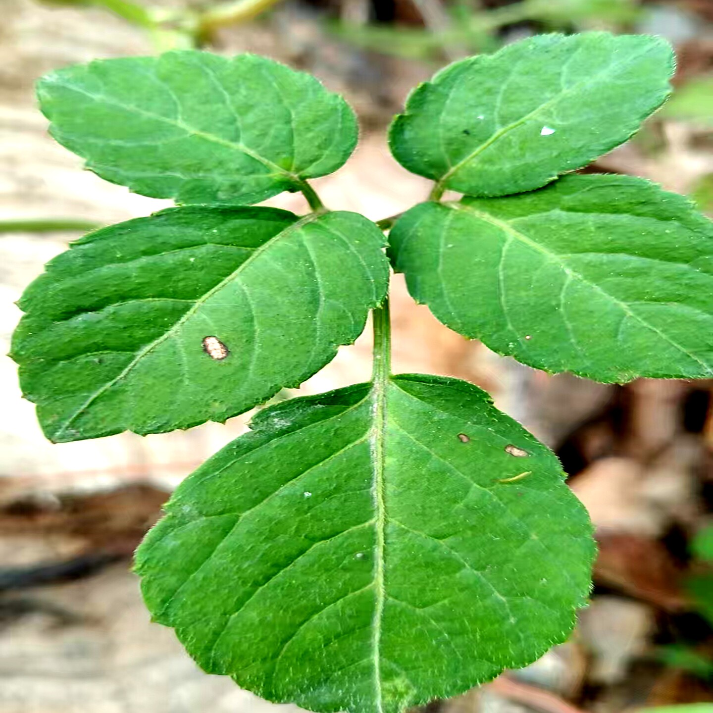 乌蔹莓 乌蔹草 五叶藤五叶梅多年生攀援草质藤本植物喜光耐半湿润