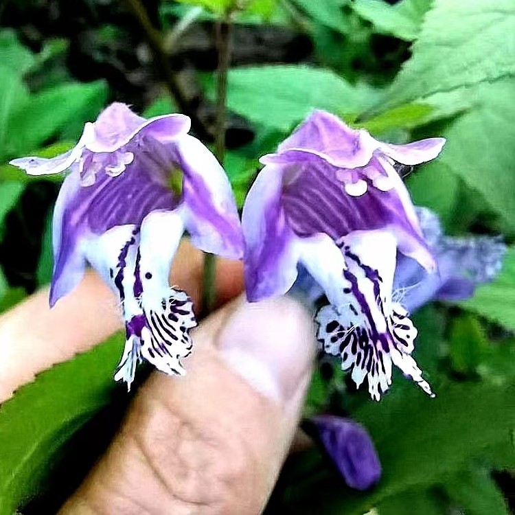 华西龙头草 水升麻红紫苏阳台耐寒时令草本花卉庭院地盆栽北方 苗