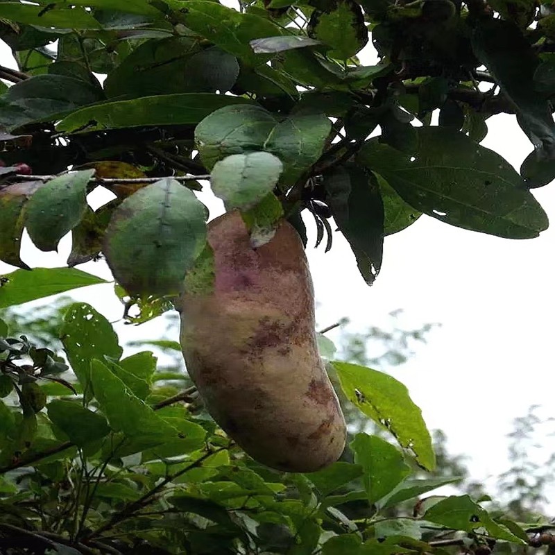 三叶木通 八月瓜炸儿时回忆趣味落叶攀援绿篱庭院阳台地盆栽果树