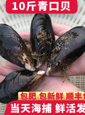 10斤青口贝海虹鲜活发货
