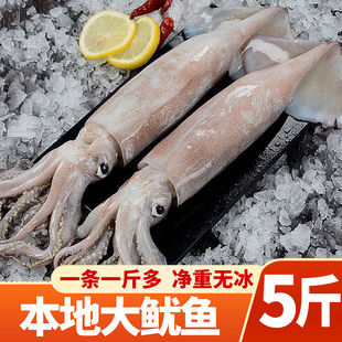 大鱿鱼野生海捕新鲜冷冻生鲜净重无冰整条海鲜水产商用铁板烧烤