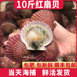 扇贝鲜活特大新鲜港湾贝红贝夏夷贝栉孔扇贝带壳海鲜水产鲜活贝类