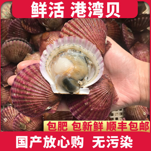 鲜活扇贝红贝夏夷贝连云港海鲜