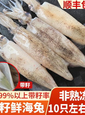 带籽海兔子满籽海兔籽乌新鲜带籽笔管鱼鱿鱼膏鱿鱼冷冻海鲜水产