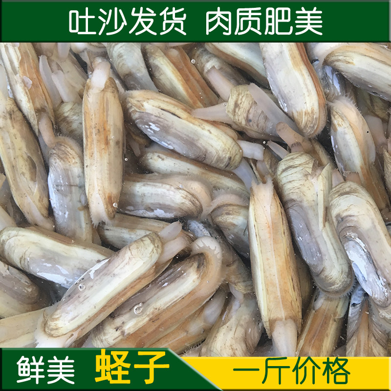 蛏子鲜活新鲜野生个大双头蛏肉质鲜美连云港海鲜水产贝类500g