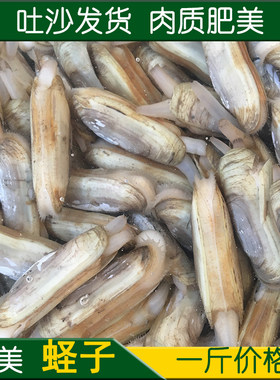 野生鲜活蛏子新鲜双头鲜美500g