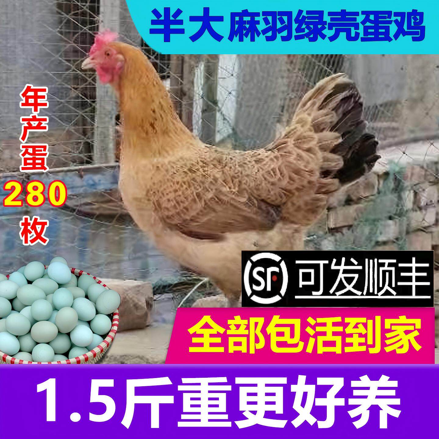 鸡苗一斤半斤左右高产麻羽绿壳蛋鸡活苗产蛋王鸡活苗土鸡小鸡活苗
