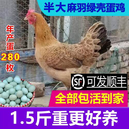 一斤半斤麻羽绿壳蛋鸡快递包活