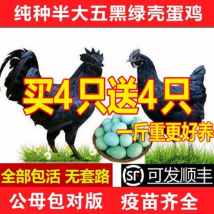 一斤半斤纯种散养正宗五黑鸡苗五黑鸡活苗乌骨鸡绿壳蛋鸡活苗