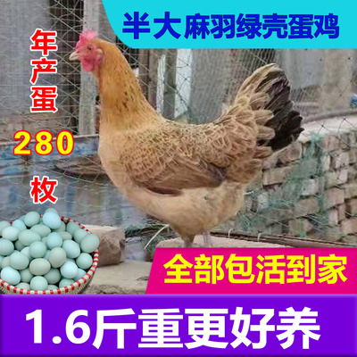 一斤半斤麻羽绿壳蛋鸡快递包活