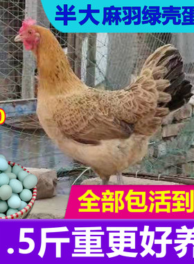 一斤半斤麻羽绿壳蛋鸡快递包活