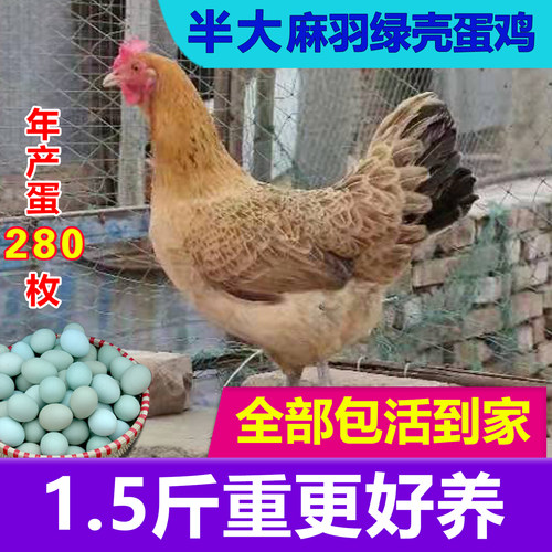 一斤半斤麻羽绿壳蛋鸡快递包活
