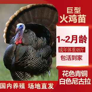 巨型火鸡苗火鸡活苗大型特大型火鸡一斤半斤青铜尼古拉半大火鸡
