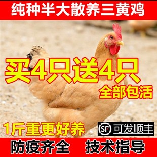 散养纯种半斤一1斤左右三黄鸡苗三黄鸡活苗半大三黄鸡小鸡活苗