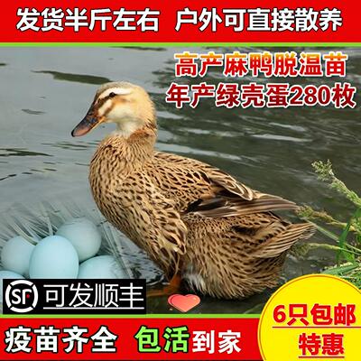 高产绿壳蛋麻鸭苗鸭活苗鸭子活苗鸭苗半大小鸭子水鸭苗家鸭活苗
