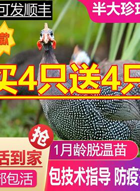 半斤一斤左右珍珠鸡小苗珍珠鸡活苗半大鸡珍珠棉鸡珍珠苗鸡脱温苗