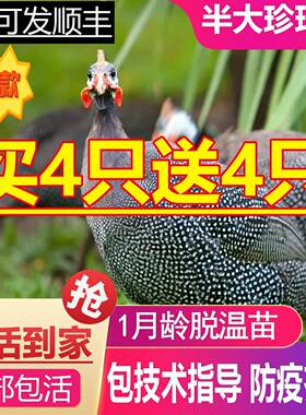 半斤一斤左右珍珠鸡小苗珍珠鸡活苗半大鸡珍珠棉鸡珍珠苗鸡脱温苗