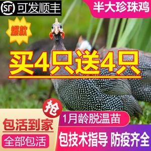 半斤一斤左右珍珠鸡小苗珍珠鸡活苗半大鸡珍珠棉鸡珍珠苗鸡脱温苗